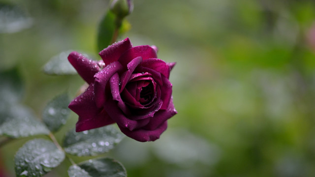 Purple rose water droplets bokeh free wallpaper for desktop - medium preview image