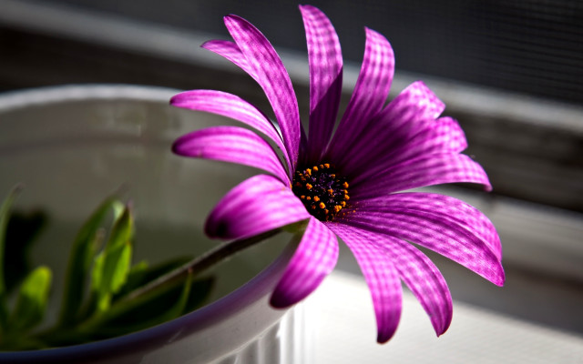 Purple flower white bowl window free wallpaper for desktop - medium preview image