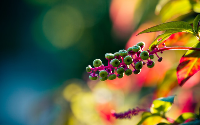 Green berries branch macro naturalism free wallpaper for desktop - medium preview image