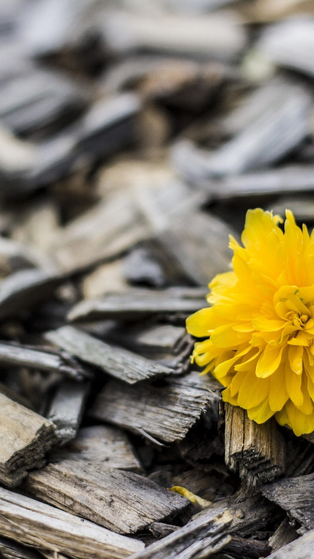 Yellow flower wood chips blurry free wallpaper for mobile - medium preview image