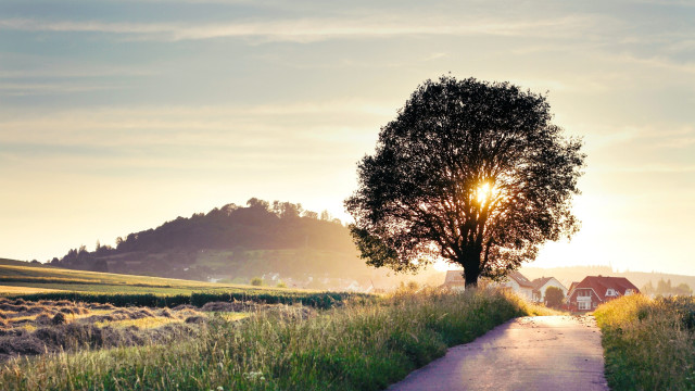 Tree road house sunset flare free wallpaper for desktop - medium preview image