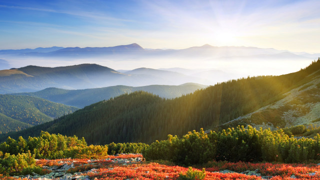 Mountain sun flowers forest lake free wallpaper for desktop - medium preview image