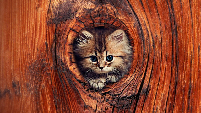 Kitten peeking wooden door blue free wallpaper for desktop - medium preview image