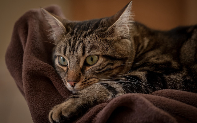 Cat blanket paw pillow bed free wallpaper for desktop - medium preview image