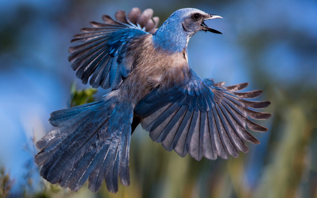 Blue bird wings spread macro free wallpaper for desktop - medium preview image