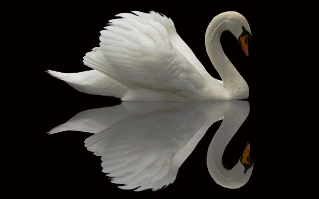 White swan spread wings reflection free wallpaper for desktop - medium preview image