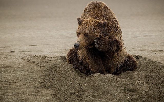 Brown bear sand beach paw free wallpaper for desktop - medium preview image