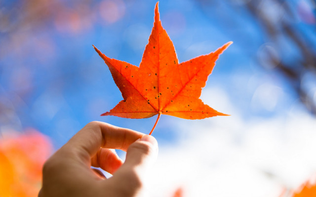 Person leaf autumn blurry sky free wallpaper for desktop - medium preview image
