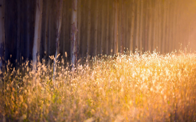 Autumn leaves fence sunset mountains free wallpaper for desktop - medium preview image