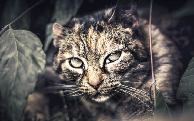 Sad cat in leaves blurry free wallpaper for desktop - medium preview image