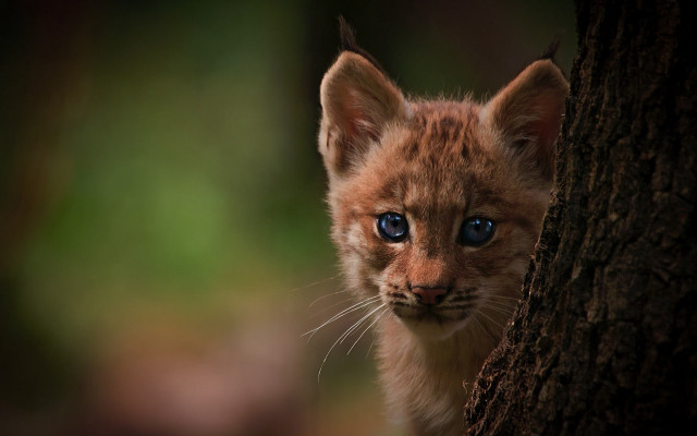 Kitten blueeyes peeking tree woods free wallpaper for desktop - medium preview image