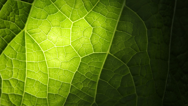 Green leaf light shining macro free wallpaper for desktop - medium preview image
