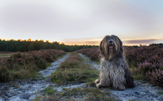 Shaggy dog flower field sunset free wallpaper for desktop - medium preview image