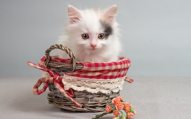 Kitten basket bow flower carlos free wallpaper for desktop - medium preview image