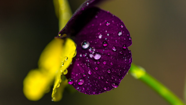 Purple flower water droplets green #6 free wallpaper for desktop - medium preview image