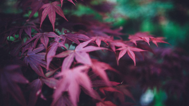 Tree leaf butterfly flowers shallow free wallpaper for desktop - medium preview image