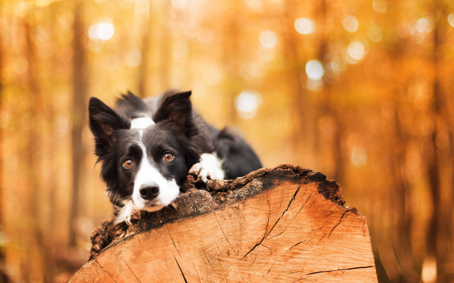 Dog sitting tree stump woods free wallpaper for desktop - medium preview image