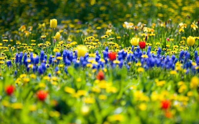 Flower field green yellow red free wallpaper for desktop - medium preview image