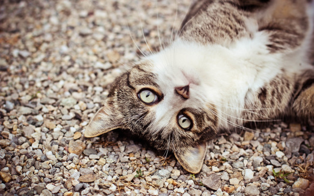 Cat back gravel wide eyes free wallpaper for desktop - medium preview image
