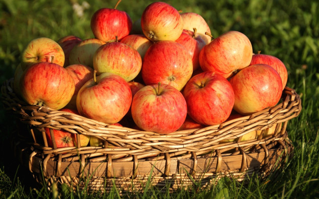 Basket apples grass sunny autumn free wallpaper for desktop - medium preview image