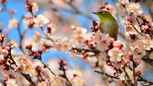 Bird branch cherry blossoms spring #2 free wallpaper for desktop - medium preview image