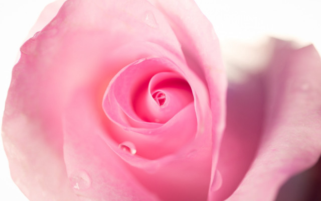 Pink rose water droplets closeup free wallpaper for desktop - medium preview image