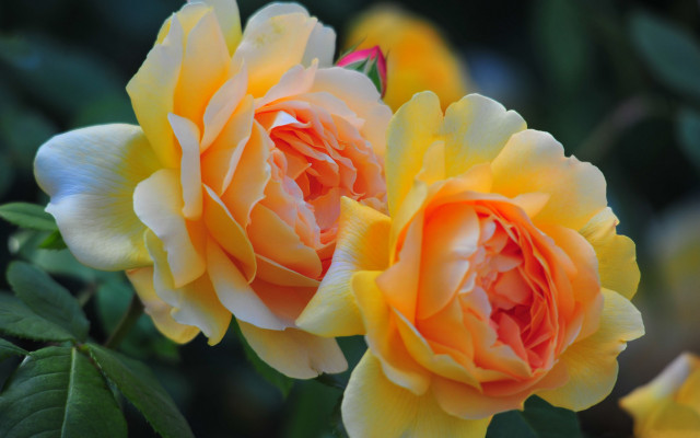 Yellow rose blurry background macro #2 free wallpaper for desktop - medium preview image