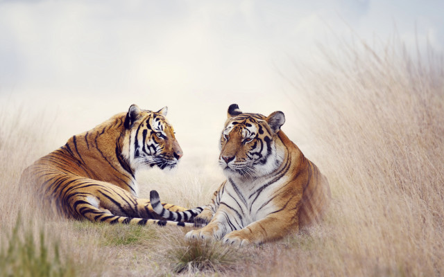Tigers tallgrass heads touch paws free wallpaper for desktop - medium preview image