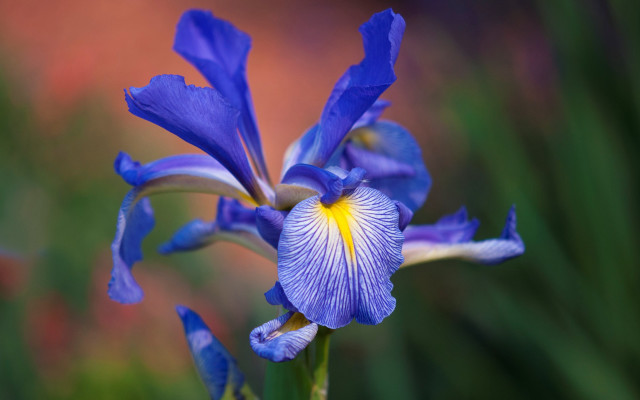 Blue flower yellow stamens garden #2 free wallpaper for desktop - medium preview image