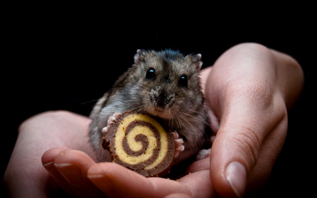 Hamster food spiral rayonnement animal free wallpaper for desktop - medium preview image