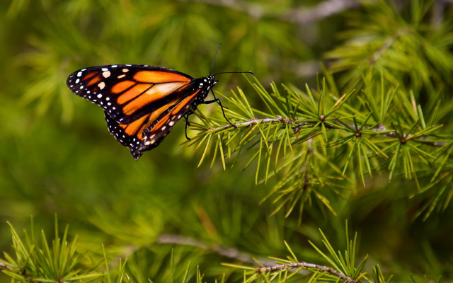 Monarch butterfly pine forest macro free wallpaper for desktop - medium preview image