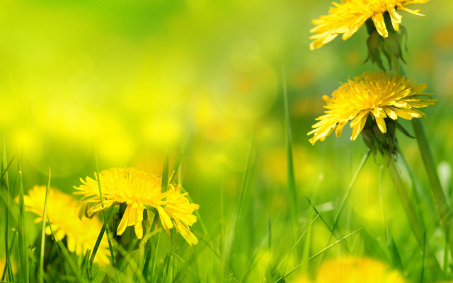 Yellow field flower macro blurry free wallpaper for desktop - medium preview image