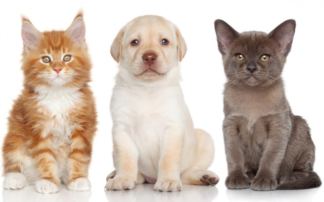 Three cats and dog white free wallpaper for desktop - medium preview image