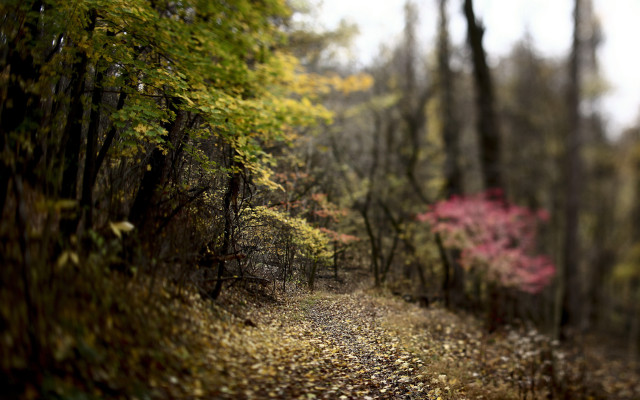 Woodland path leaves trees shallow free wallpaper for desktop - medium preview image