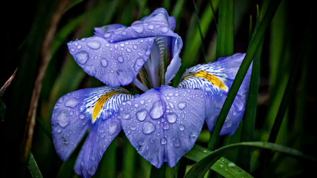 Blue flower water droplets grass free wallpaper for desktop - medium preview image