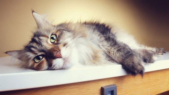 Cat wooden table wall light free wallpaper for desktop - medium preview image