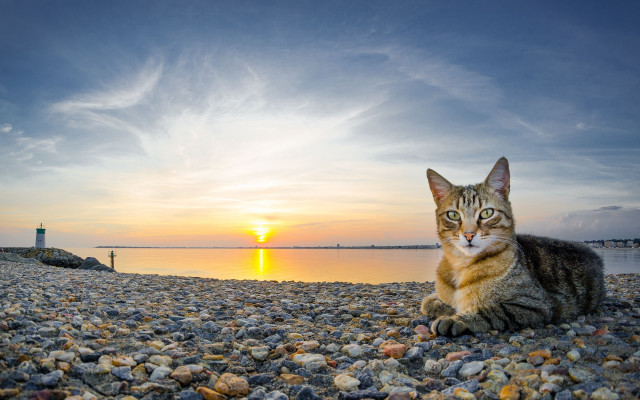 Cat rocky beach sunset water #2 free wallpaper for desktop - medium preview image