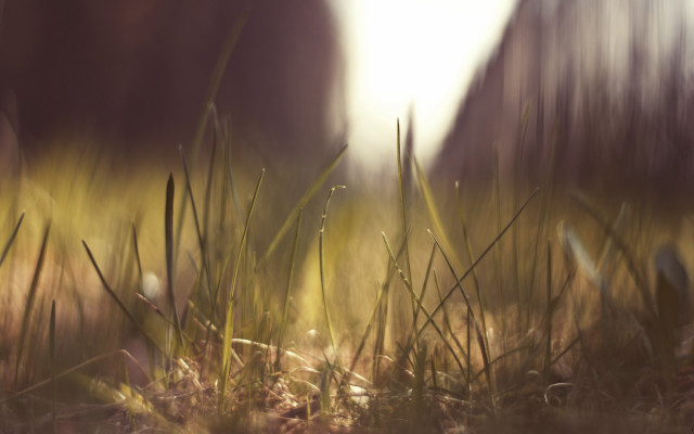 Blurry forest tiltshift flare nature free wallpaper for desktop - medium preview image