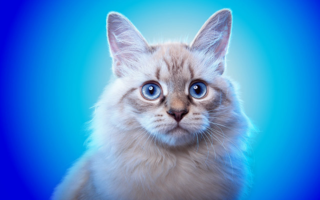 White cat blue eyes 3d free wallpaper for desktop - medium preview image