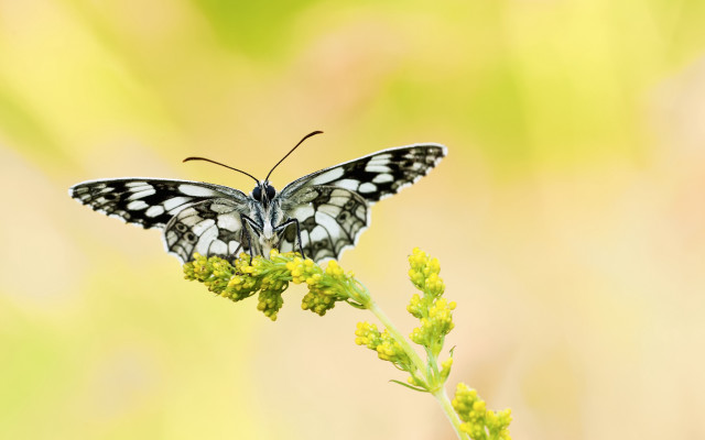 Butterfly flower yellow green wings free wallpaper for desktop - medium preview image