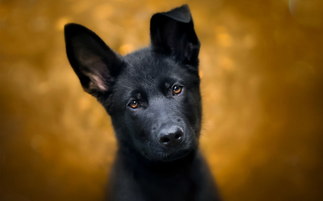 Black dog yellow background sad free wallpaper for desktop - medium preview image