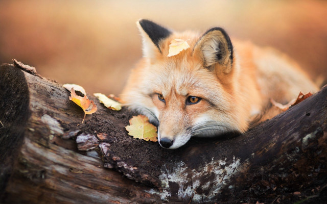 Fox leaf muzzle sad puzzle free wallpaper for desktop - medium preview image