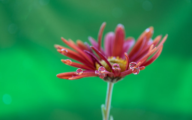 Red flower water droplets macro #20 free wallpaper for desktop - medium preview image