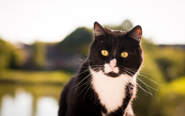 Black cat yellow eyes blurry free wallpaper for desktop - medium preview image