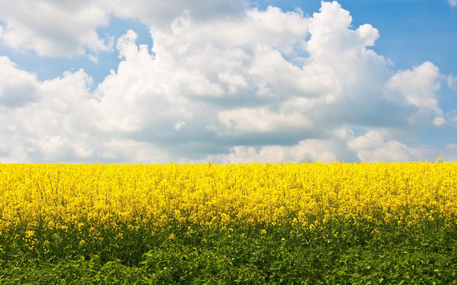 Yellow flowers horse cloudy sky free wallpaper for desktop - medium preview image