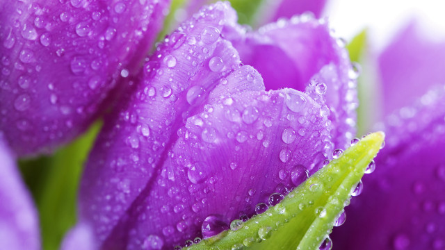 Purple flower water droplets macro free wallpaper for desktop - medium preview image