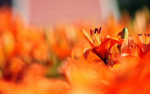 Orange flowers pink building autumn free wallpaper for desktop - medium preview image