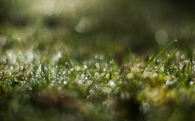 Grass water drops bokeh macro free wallpaper for desktop - medium preview image
