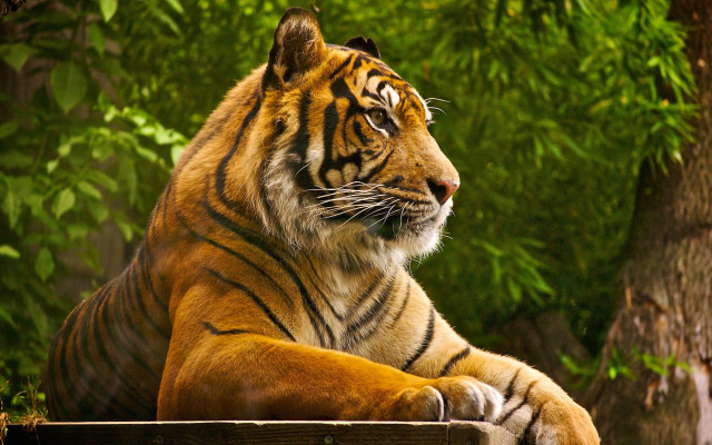 Sumatran tiger wooden bench nature free wallpaper for desktop - medium preview image