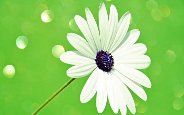White flower purple center green free wallpaper for desktop - medium preview image